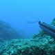 tsipoures spearfishing